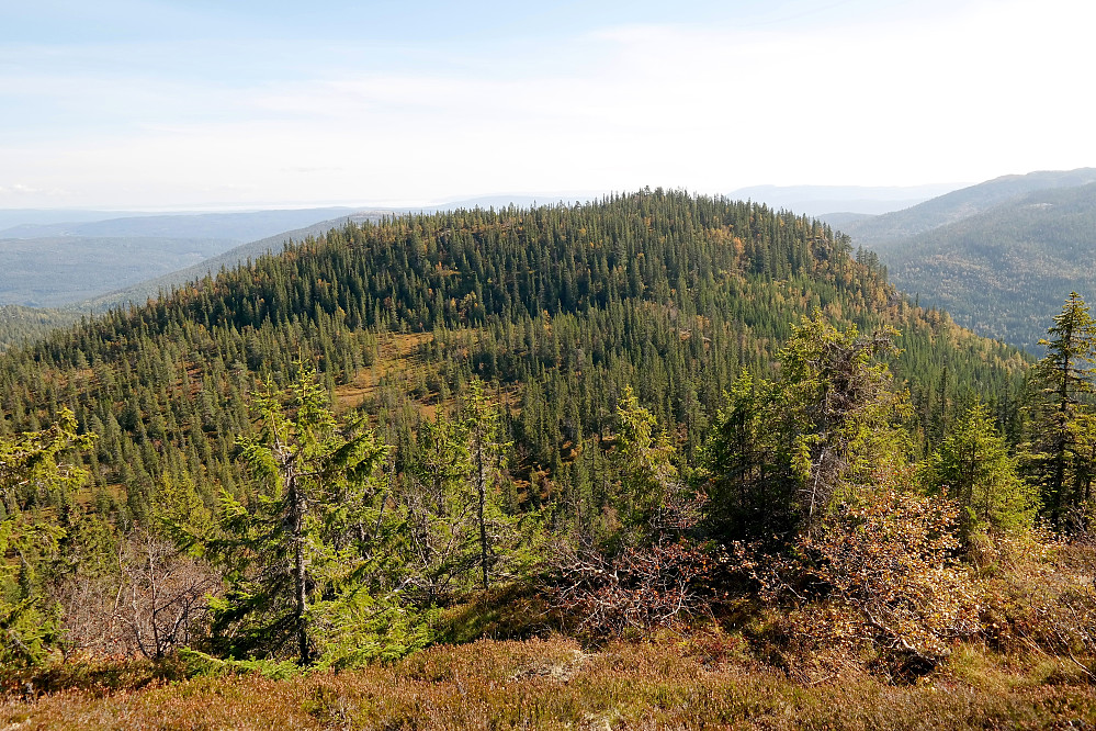 Halsteinrudnatten (818), mitt neste mål, sett fra nordvest mens jeg var på vei ned fra Nedalsfjellet (881).