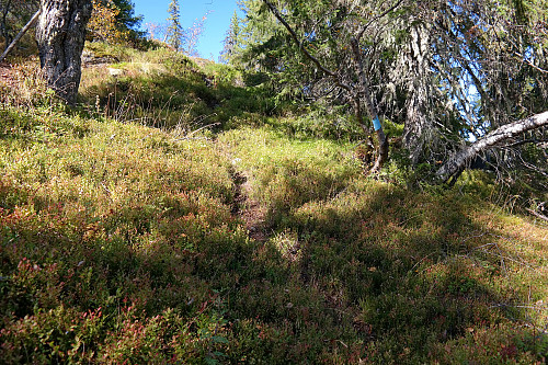 Stien til Nedalsfjellet (881), og noe av blåmerkingen på treet til høyre. Her på ca 800 meters høyde mens jeg gikk nedover.