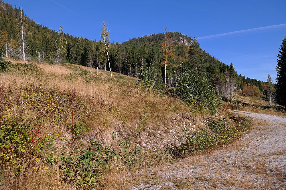 Foran til høyre er snuplassen hvor veien mot setra Nedalen ender. Selve setra ses lenger bak til høyre. Her skal man fortsette på traktorvei, som går opp i krattet utenfor venstre bildekant. Toppen bakerst er Halsteinrudnatten (818).