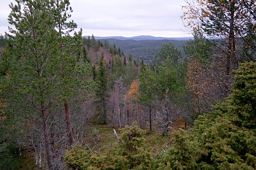 En gløtt av utsikt nordover fra toppen av Lauvåsen (675).