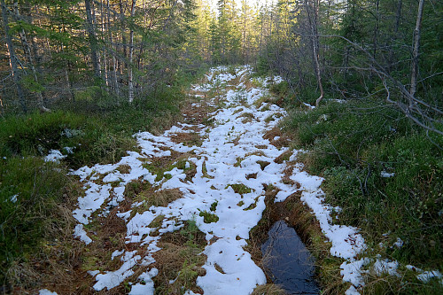 Traktorveien/stien jeg fulgte til Råhaugen (641). Her er jeg på nesten 600 meters høyde, på vei tilbake til Skarrudseterveien. Fra 600 moh og bort til toppen var stien langt mindre tydelig enn dette.