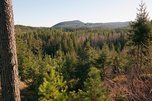 Målet for neste tur litt senere var åsen i bakgrunnen: Elsrudkollen (757). Men først gikk jeg videre til Skarrudkollen (651)...