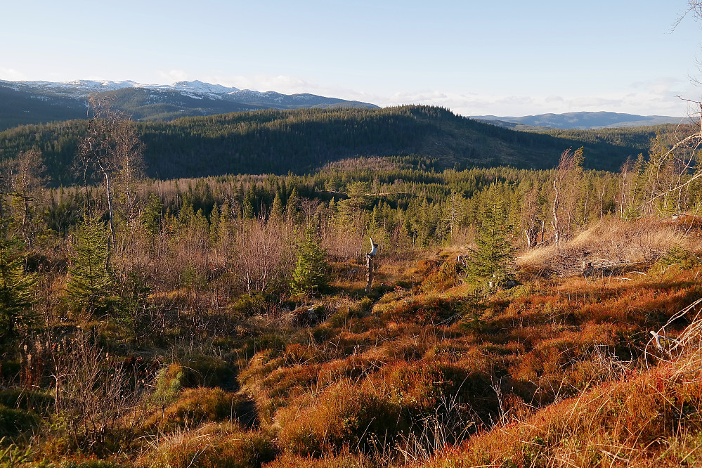Nordvest for toppen av Skarrudkollen (651) gikk stien gjennom et åpent område. Her var det god utsikt vestover. Åsen midt i bildet var første topp på denne turen: Råhaugen (641). Lengre bak til venstre har vinteren kommet til Treknatten (1101).
