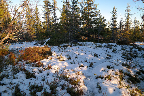 Høyeste punkt på Elsrudkollen (757) befinner seg et sted ved granene midt i bildet, hvor sekken også ligger.