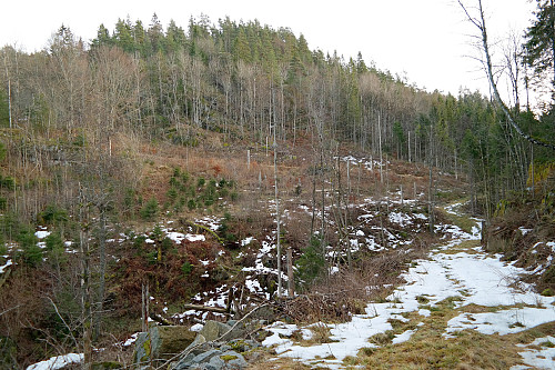 Traktorveien til Nesskjeggen (249). Først til høyre i bildet her, så svinger den på skrå oppover mot venstre lenger bak. Toppen øverst er Tømmerås Nord (194).
