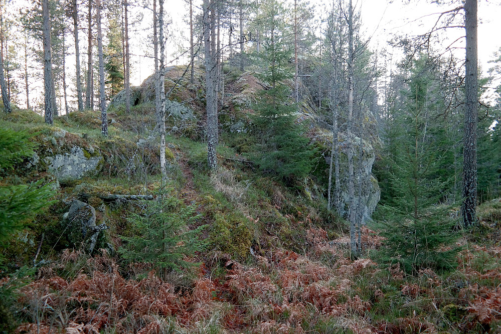 Toppen på Fosståskollen (266) er en markert og bratt knaus i skogen sett fra nord.