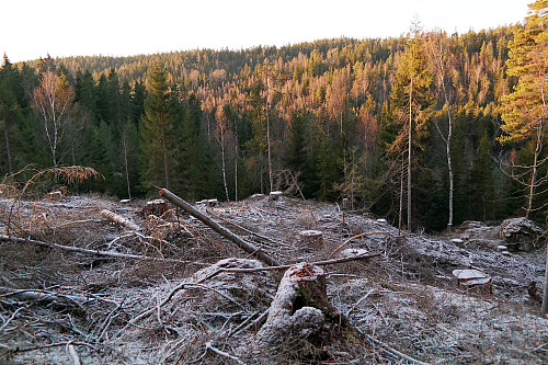 Rimete og glatte kvister i hogstfelt kan by på litt utfordring. Her ser jeg tilbake mot Vardåsen (374), som befinner seg et sted bak til høyre i bildet. Jeg er her på vei opp mot Øst for Vardåsen (310).