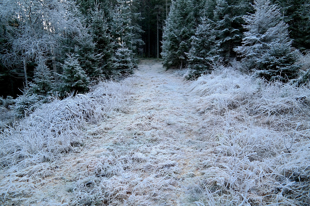 Trenger ikke snø for å få julestemning... På traktorveien som fører ned til gården Østre Veng. 