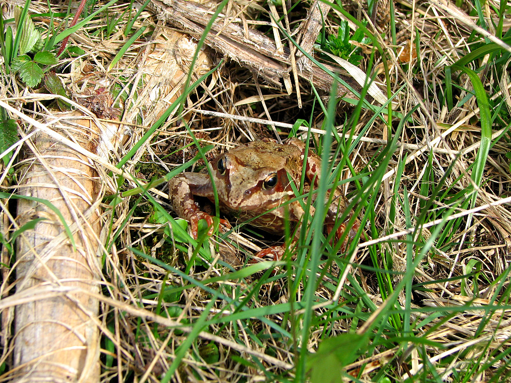På vei ned fra Eggekollane (525) så vi blant annet denne frosken.