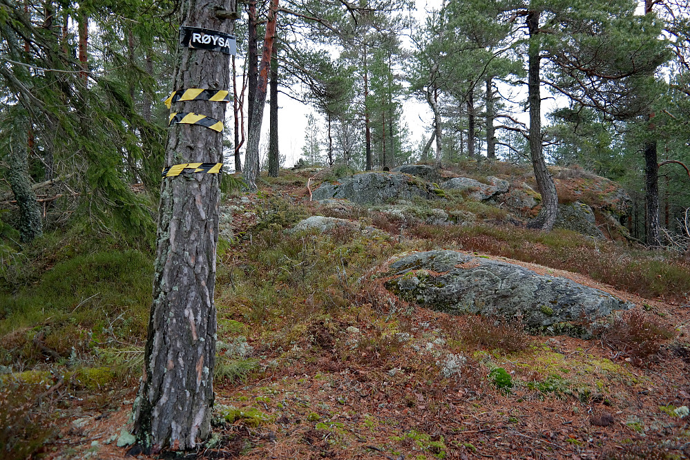 Slike bånd fulgte jeg opp mot toppen på Røysås (230), som her er skiltet Røysa. Toppvarden ses bakerst, litt til høyre for furua med skilt og bånd.
