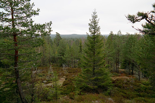 Litt sør for toppen av Røysås (230) er det gløtt av utsikt.