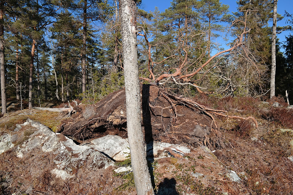 Ei stor furu har veltet over toppen på Svinåsen (285).