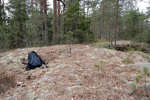 Høyeste punkt på Vest for Flesertjern (262). 30 meter lengre inn i bildet, bak grana midt i bildet, var det en varde, som altså ikke sto på selve toppen.