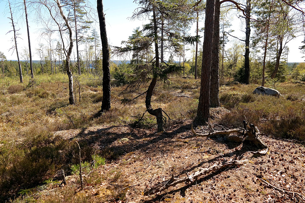 Litt sikt mot sør/sørøst fra Hesthaugkollene (243). Toppunktet er den krokete rota og steinene nede til høyre i bildet.