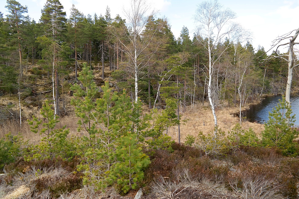 Kampetjernhøyda (262) er bak til venstre i bildet. Helt til høyre ses tjernet som ligger like sørøst for toppen.