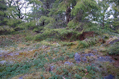 Trig.punktet på Rødtjernhøgda (235.1 moh) befinner seg inne mellom trærne til venstre. Bak mine staver som også står der.