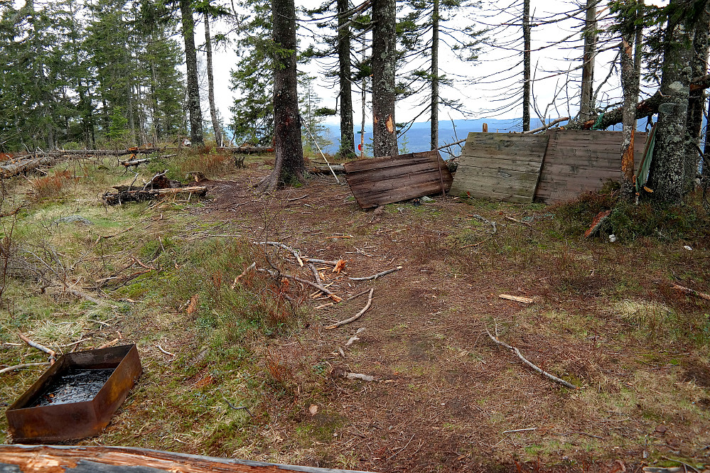 Toppunktet på Nipkollen (541) er her et sted. Den røde postkassa på toppen kan ses litt lengre bak, mellom trærne midt i bildet.