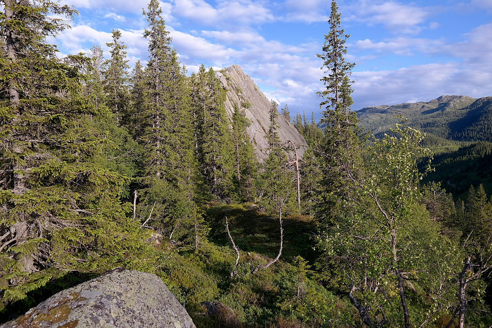 Gråskallen (802) med den bratte vestsiden sett fra en åpning i skogen 150 meter N/NV for toppen.