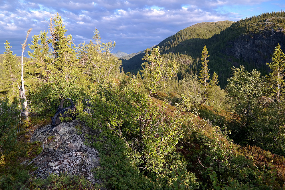 Noen trær her og der på toppen av Midtinatten (748). Bildet tatt mot sørøst. Oppe til høyre er Langemyrfjellet (1036).