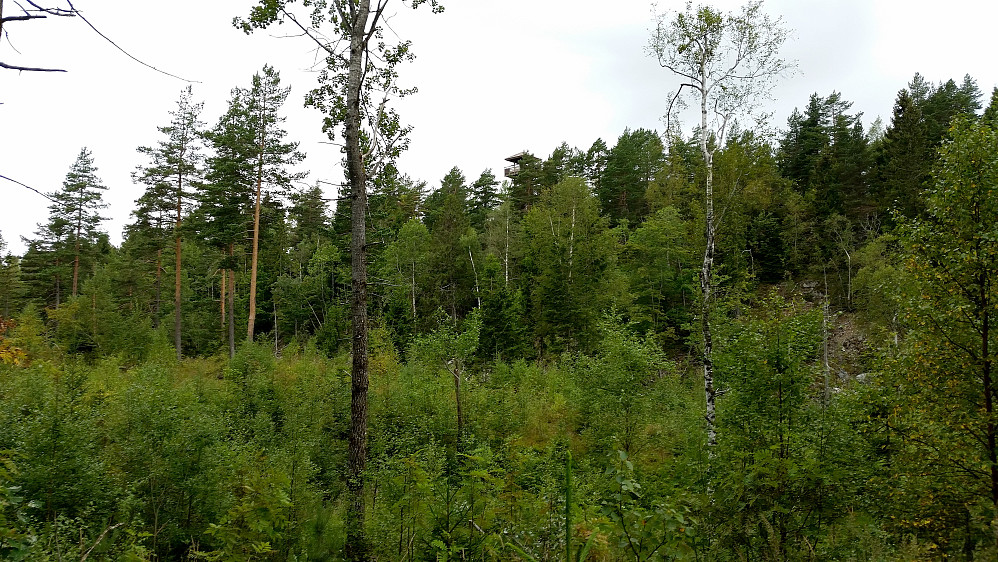 Tårnet på Risdalsåsen (332) er godt synlig oppe i skogen midt i bildet. Vi går her på stien øst for toppen.