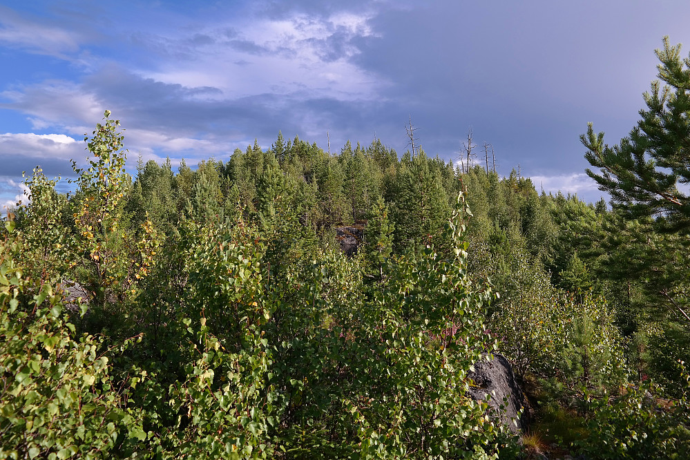 Dugurdmålsnatten (495) sett nordfra, ca 150 meter unna. En del kratt og tett småskog her. Legg merke til at alle de høyeste trærne ved toppen bare er noen døde og tørre stammer. 