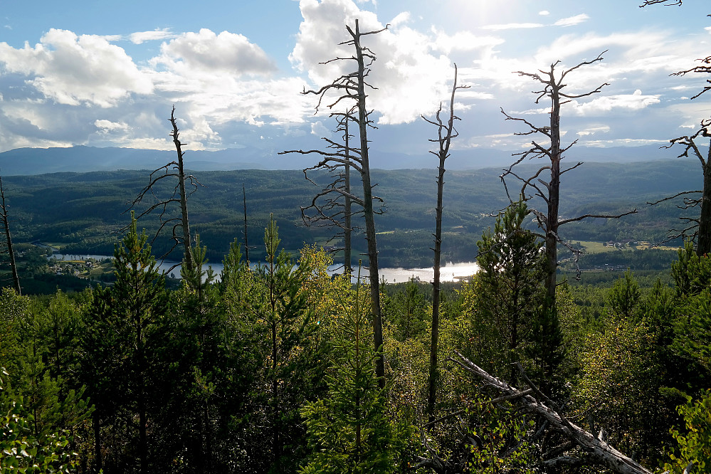 Utsikt vestover fra trig.punktet på Dugurdmålsnatten (495). Alle de døde, store trærne på bildet, er rester etter skogbrannen for ca 25 år siden.