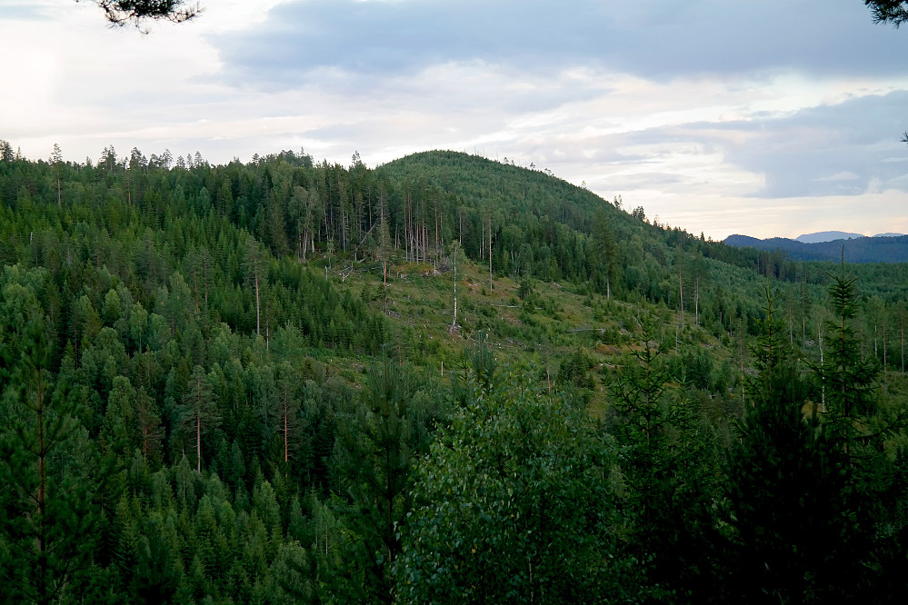 Dugurdmålsnatten (495) sett fra nord. Jeg står i en åpning i skogen litt sør for Bråtelinatten (432).