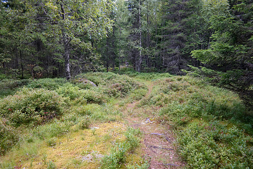 Sti går over toppen på Steinbitberget (416). Jeg står 40-50 meter nordvest for trig.punktet. Ifølge kart med 1-meters koter er det mulig høyeste punkt er her et sted.