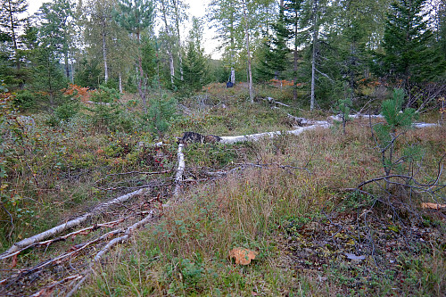 På Seteråsen (426). Ingen markerte toppunkt på denne åsen. Sekken min står i bakgrunnen, midt i bildet. Hjortelusflua ble ikke med på bildet.