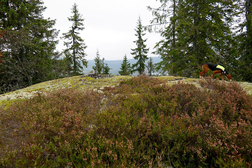 To steiner utgjorde toppvarden på Vangshaugen (616). Mitt midlertidige og trivelige turfølge til høyre i bildet.