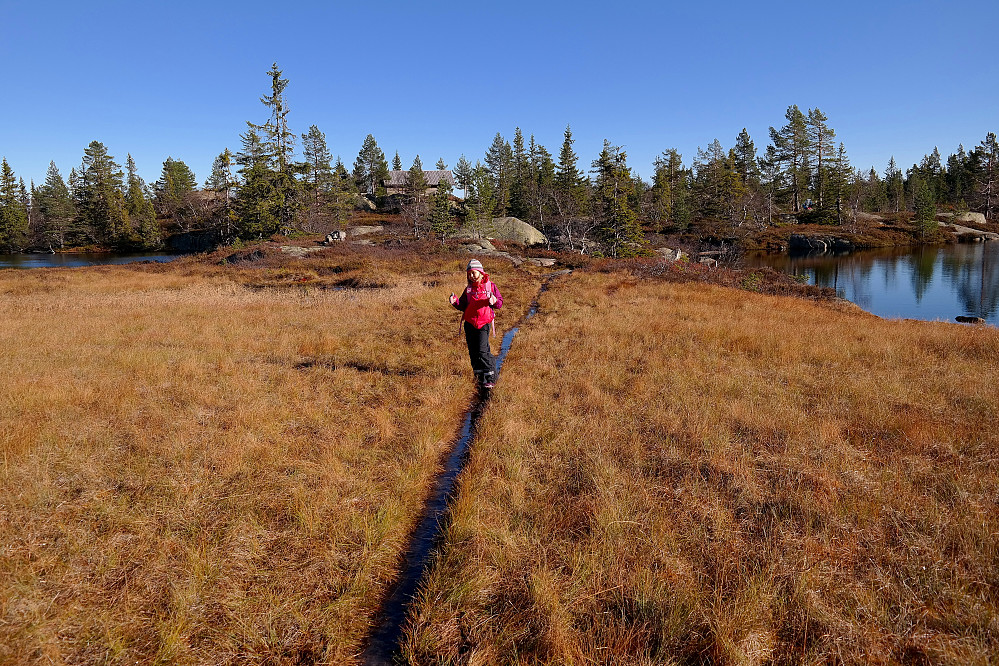 På vei tilbake mot Sveinsbu, som ses i bakgrunnen innimellom trærne. Den tynne stripen Frida står på, er stien. Her ligger det planker i bunnen, som nå var dekket med vann.