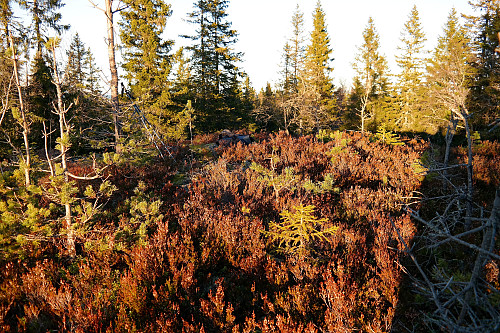 Lav ettermiddagssol på toppen av Seteråsen Nord (634).