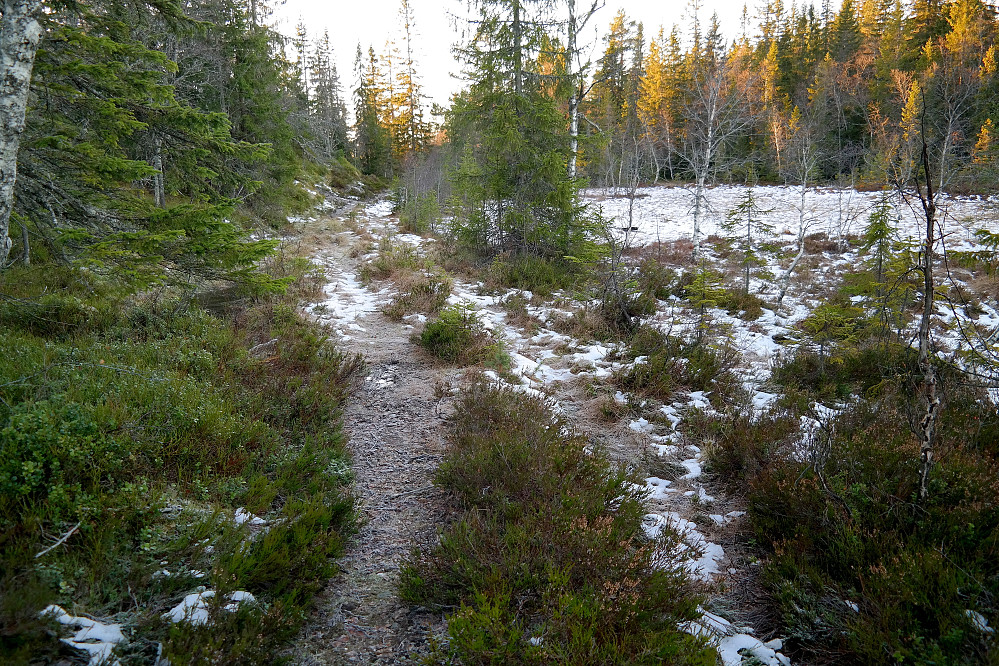 Traktorveien sør for Hamretjenn. Her går jeg langs myra like vest for Hamretjenn. Dette var det meste jeg så av nysnø på hele runden.