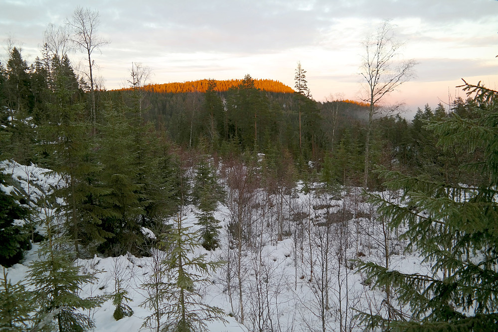 I den tyngre delen av oppstigningen til Høgbråten, ser jeg tilbake mot Mjærskaukollen (300), som lyser opp av dagens siste solstråler.