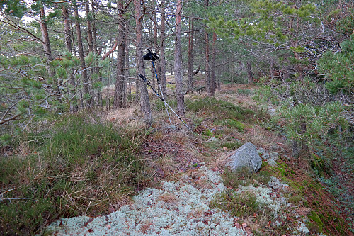 Furuskog på toppen av Såtåsen (110). 