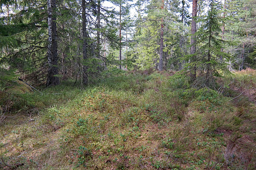 Mortåsen (317), en flat skogstopp.