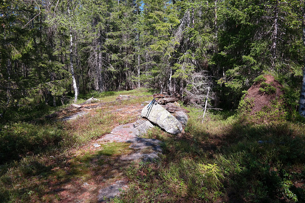 Toppunktet på Rustadkampen (591). Aller høyest er maurtua til høyre.