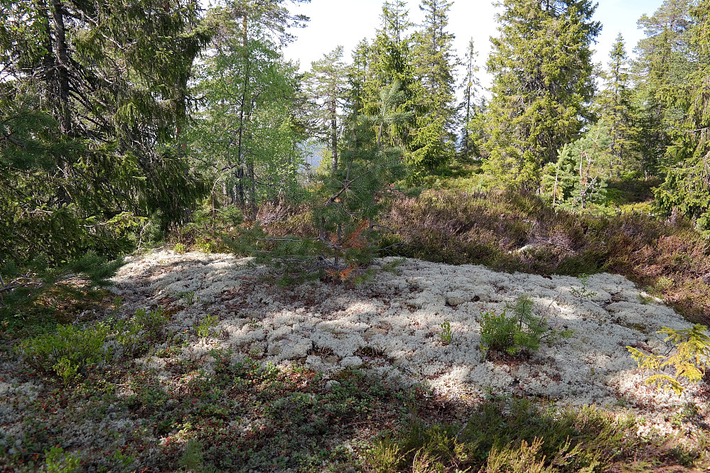 Den sørlige kulen på Haldoråsen (557). Den nordre er bak trærne til høyre.