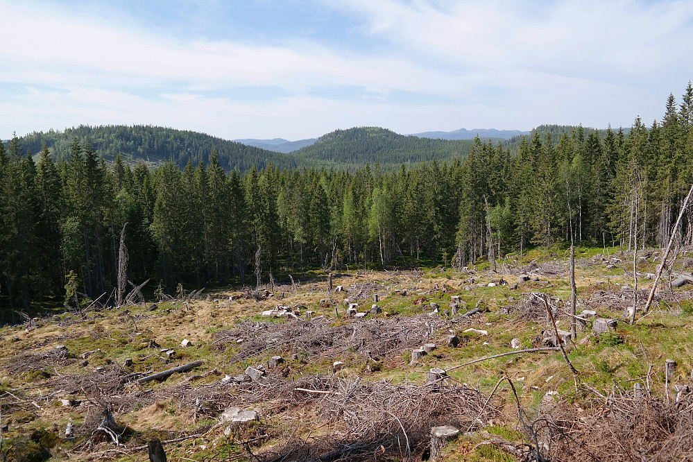 Hogstfeltet omtrent halvveis i oppstigningen til toppen på Sandorkollen (550). Her var det fin utsikt mot nordvest. Damkollen (557) er til venstre, Korpekollen (572) midt i bildet, og Haldoråsen (557) er den lille til høyre. Langt bak til høyre ses Skrimfjella.