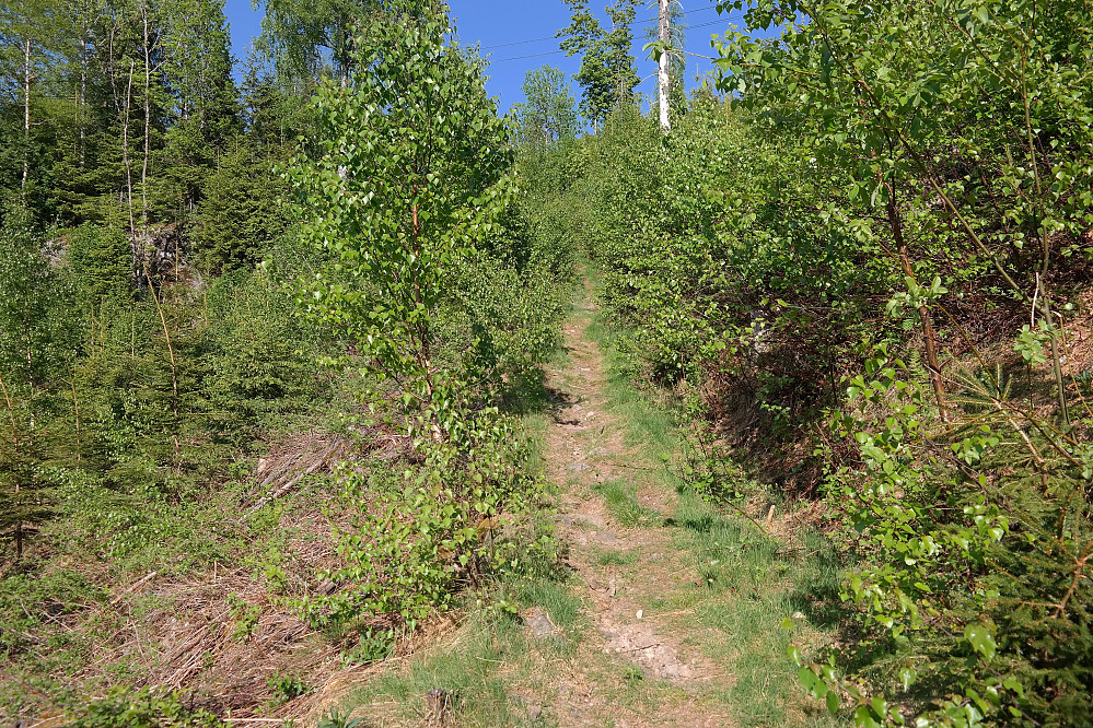 Stien til Ramsås (351). Løvskogen smalner inn stien enkelte steder.