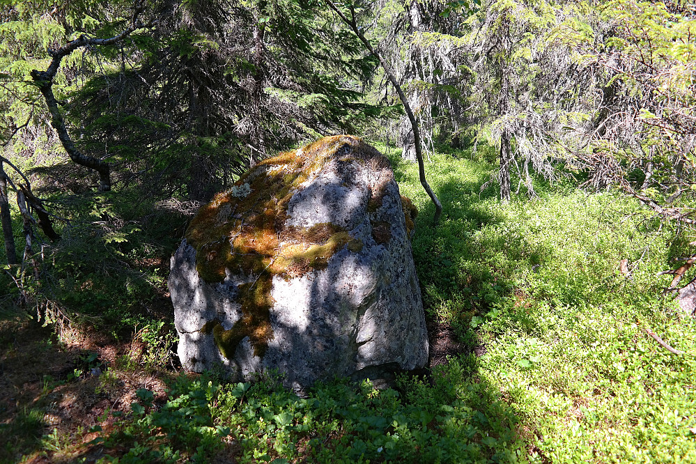 Denne steinen stakk litt over blåbærlyngen oppå Toppåsen (754).