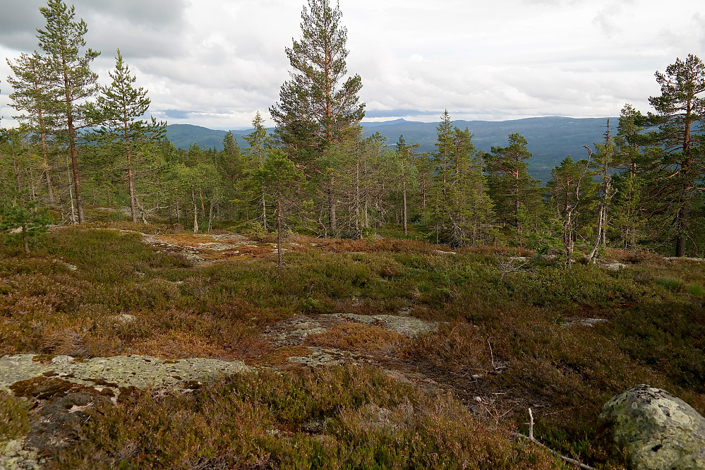 Utsikt sørover fra Fleksåsen (671). Litt til høyre for furua midt i bildet, kan Jonsknuten (904) ses.