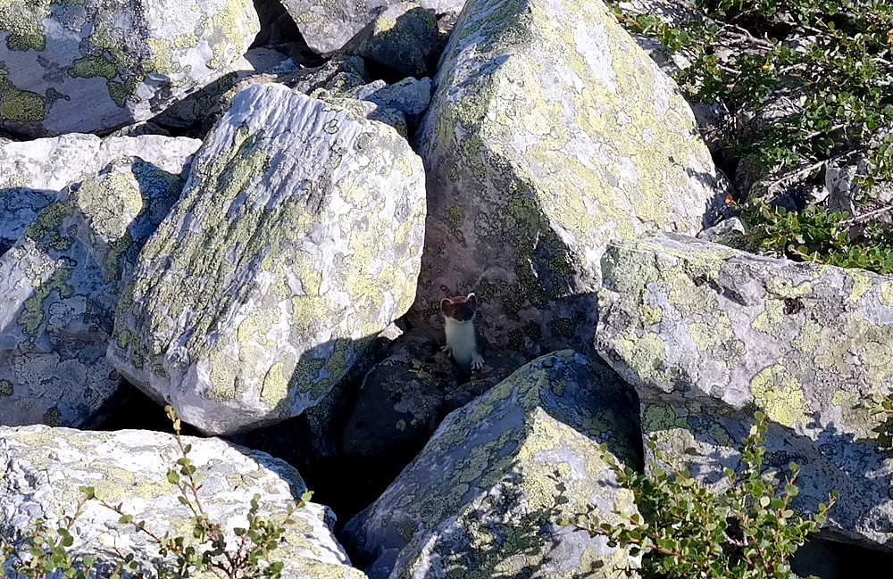 I en steinrøys vi krysset ble vi overvåket av en nysgjerrig røyskatt som stadig vekk tittet fram mellom steinene.