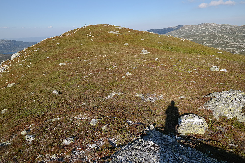 Siste meterne mot toppen av Blomtjønneggin (1231) var terrenget særdeles behagelig og lettgått.