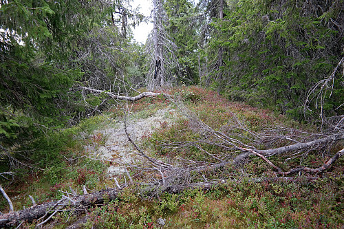Lite utsikt på toppen Øst for Ulvikdamtjønn (738).