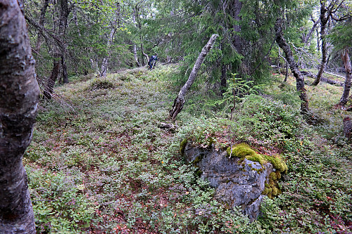Mye skog her på toppen Sørvest for Fagerbuåsen (786).