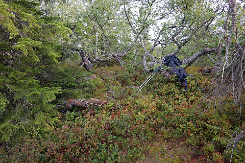 Høyeste punkt på Fagerbuåsen (772) så ut til å være i denne klyngen med bjørk.