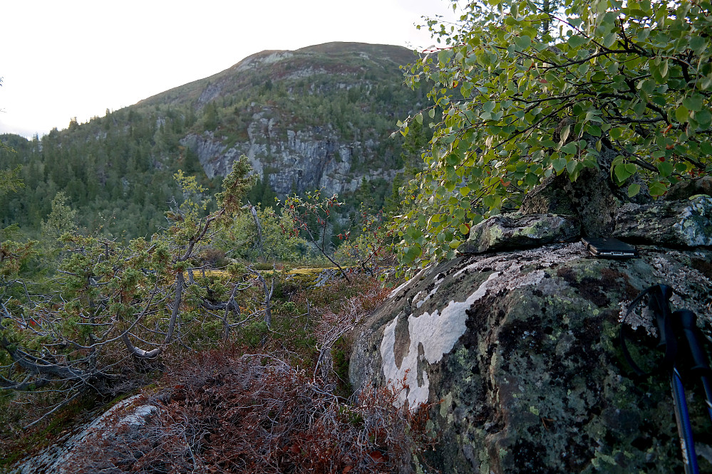 Toppvarden på Øyvokslinuten (890) står til høyre delvis skjult av bjørkekvistene. I bakgrunnen er Brenderustfjell/Rustfjellet (1166).
