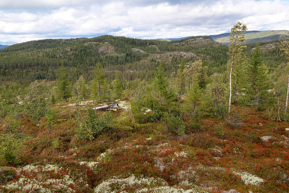 På vei nedover mot Rudstjernan. I bakgrunnen er Rudsåsen med flere av småtoppene jeg hadde tenkt å stikke oppom.