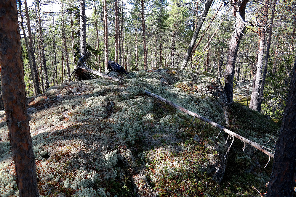 Mye reinlav på toppen av Rudsåsen Sørvest (775).